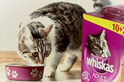 Корм для кошек Whiskas: отзывы и разбор состава - ПетОбзор