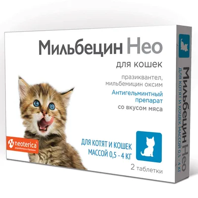 Новорожденные котята вислоухие - картинки и фото 