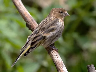 Буланый вьюрок - eBird