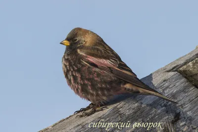 Вьюрок Frinilla montifringilla Brambling