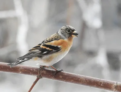 Вьюрок Frinilla montifringilla Brambling