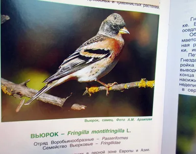 Красношапочный вьюрок - eBird