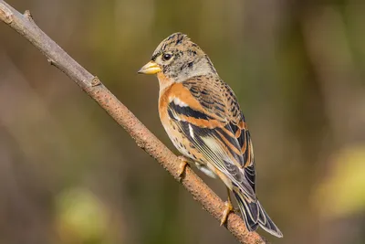 Птица Brambling (montifringilla Fringilla) Стоковое Фото - изображение  насчитывающей ангстрома, обои: 27790136