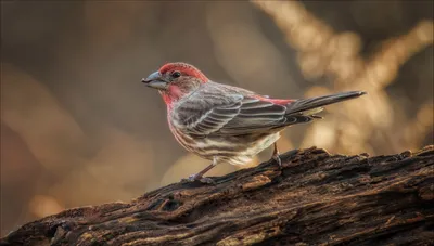 Красный вьюрок - eBird