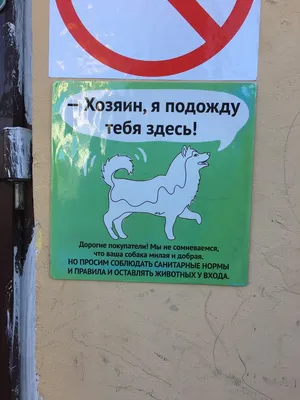 Куда сходить с собакой в Москве: 15 мест | РБК Life