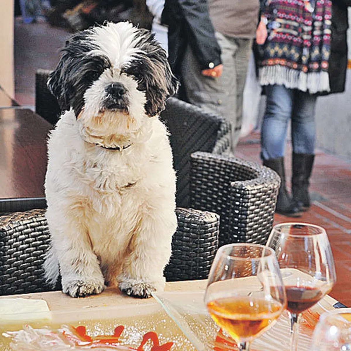 Кафе можно с собаками. Собака в ресторане. Собачки в кафе. Собачье кафе. Ресторан для собак в Москве.