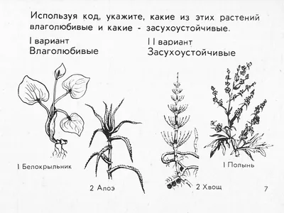 Влаголюбивые растения картинки