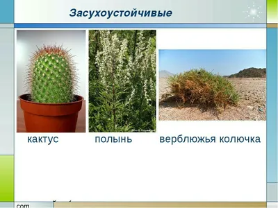 Как определить светолюбивые и засухоустойчивые растения? - Школьные  Знания.com