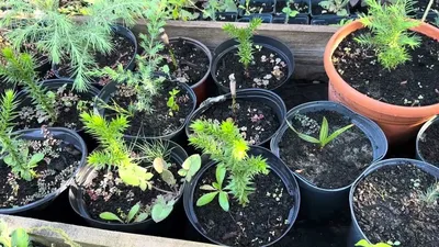 Влаголюбивые и засухоустойчивые растения - YouTube