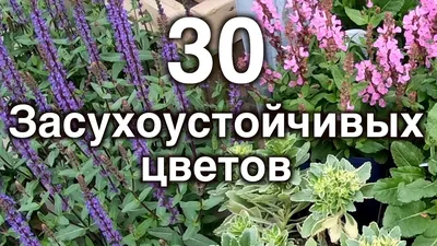 Засухоустойчивые растения - Agro-Market24