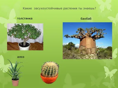 влаголюбивые растения (Страница 1) — Определение растений — Форум  «Плантариума»