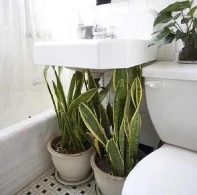 влаголюбивые растения примеры | Bathroom plants, Apartment garden, Indoor  plants