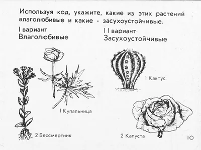 Влаголюбивые растения картинки