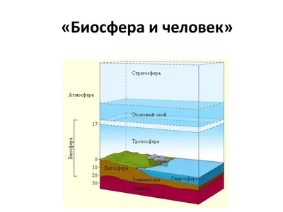 Влияние человека на растительный и животный мир. Видеоурок по биологии 11  класс - YouTube