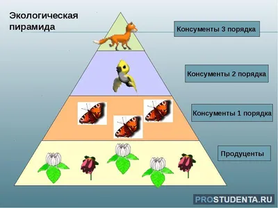 Биосфера и человек: влияние и взаимодействие, становление оболочки Земли,  изменение экологии и атмосферы