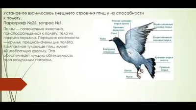 Набор «ПЕРЬЯ ЛЕСНЫХ ПТИЦ» + обучающие карточки. Бохо, Сканди, Винтаж. в  магазине «ДОМ ТРАВНИКА» на Ламбада-маркете