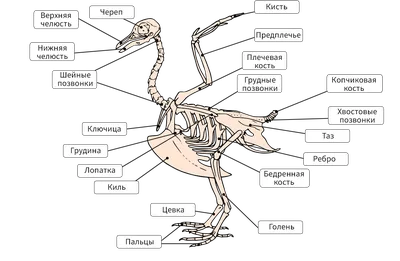 43. Особенности внутреннего строения птиц