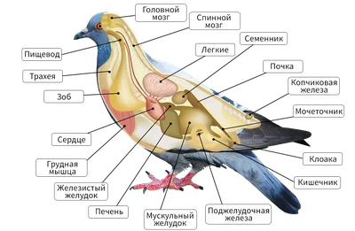 Внешнее строение птицы Воробей - карточки Монтессори купить и скачать