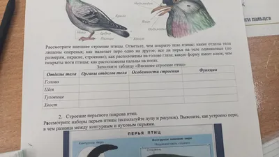 41-42. Класс Птицы. Среда обитания и внешнее строение птиц. Скелет и  мускулатура птиц