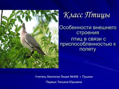 41-42. Класс Птицы. Среда обитания и внешнее строение птиц. Скелет и  мускулатура птиц