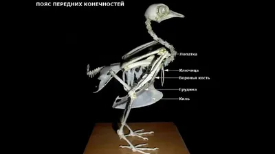 41-42. Класс Птицы. Среда обитания и внешнее строение птиц. Скелет и  мускулатура птиц