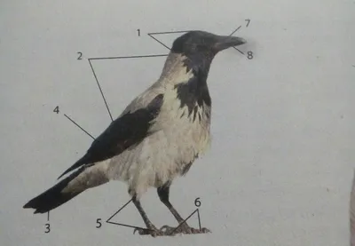 расмотрите внешнее строение птицы.Определите,какими цыфрами обозгачены на  рисунке (голова, - Школьные Знания.com