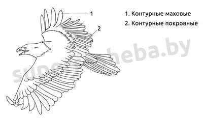 Смотреть слайды Птицы. Раздел 1. Представители различных отрядов птиц