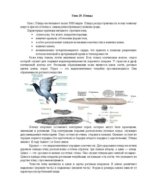 43. Внешнее строение птиц - гдз по биологии для 8 класса Константинов В.М.,  Бабенко В.Г., Кучменко В.С.