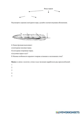 Набор «ПЕРЬЯ ЛЕСНЫХ ПТИЦ» + обучающие карточки. Бохо, Сканди, Винтаж. в  магазине «ДОМ ТРАВНИКА» на Ламбада-маркете