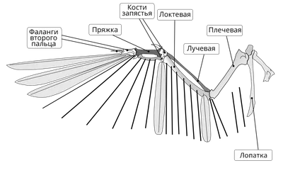 Класс птицы, подготовка к ЕГЭ по биологии