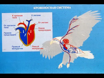 41-42. Класс Птицы. Среда обитания и внешнее строение птиц. Скелет и  мускулатура птиц