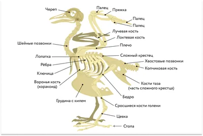 41-42. Класс Птицы. Среда обитания и внешнее строение птиц. Скелет и  мускулатура птиц