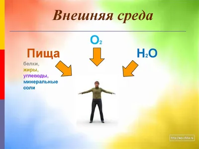 Давайте же рассмотрим главные составляющие здорового образа жизни