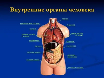 Внутренние органы человека | Удоба - бесплатный конструктор образовательных  ресурсов