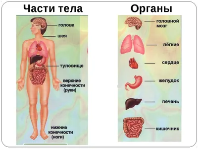 Плакат А1 ламинир. Внутренние органы человека медицинский плакат 610x914 мм  — купить в интернет-магазине по низкой цене на Яндекс Маркете