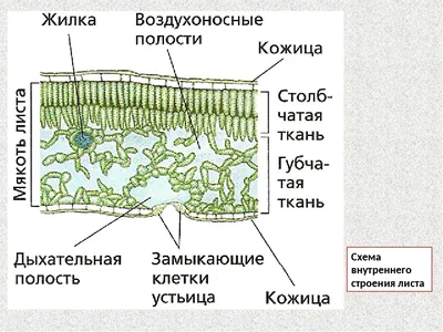 Внутреннее строение листа 