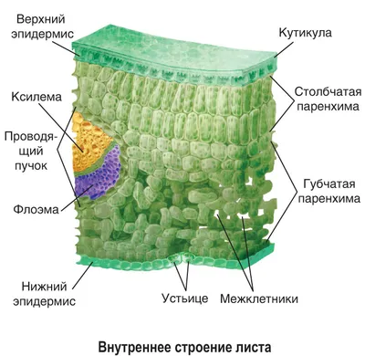 Ниже предложен рисунок внутреннего строения листа. Заполните таблицу,  перечислив ткани, которые - Школьные Знания.com