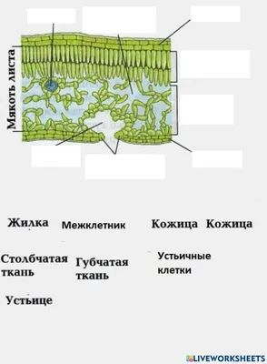 Лист - часть побега. Внешнее и внутреннее строение листа