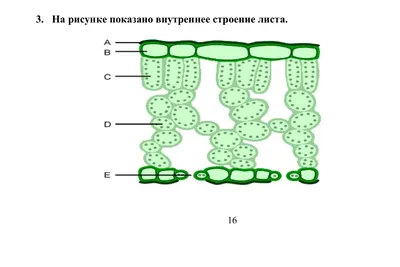 Внутреннее строение листа растения - online presentation