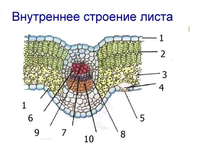 Лист