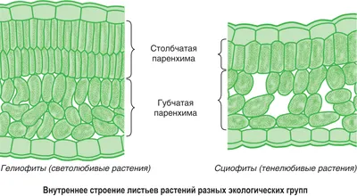 Внутреннее строение листа - online presentation