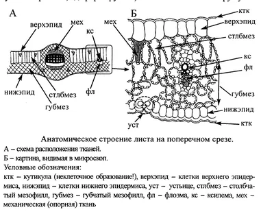 Внутреннее строение листа worksheet | Live Worksheets