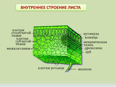 Анатомия (внутреннее строение) и метаморфозы листа. Листопад