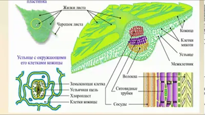 Лист, подготовка к ЕГЭ по биологии