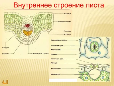 Внутреннее строение листа рисунок с описанием. Урок «Клеточное строение  листа