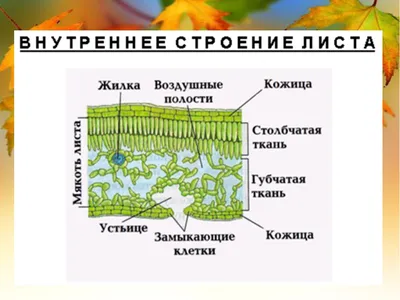 Тест "Внешнее и внутреннее строение листа"