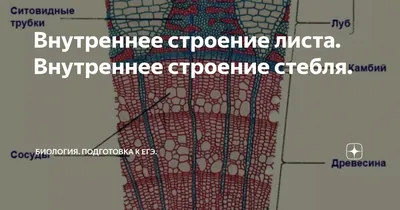 Внутреннее строение листа. Внутреннее строение стебля. | БИОЛОГИЯ.  ПОДГОТОВКА К ЕГЭ. | Дзен