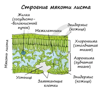 0—3. Особенности строения вегетативных органов растений: Лист