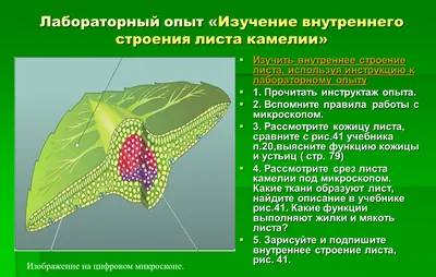 Урок- исследование " Строение листа", 6 класс