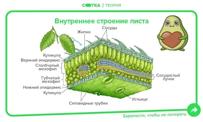 Calaméo - Внешнее строение листа.